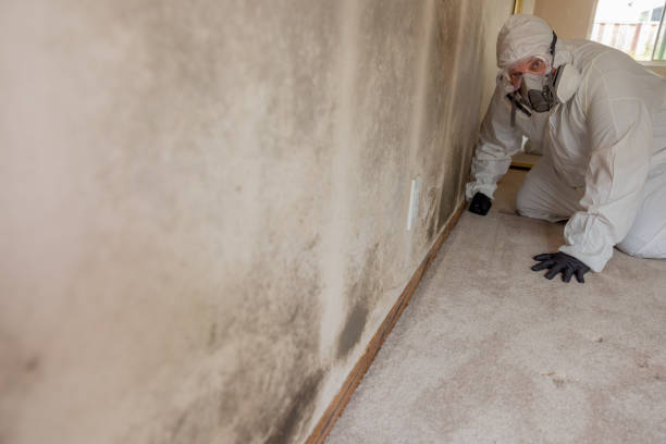 Best Air Quality Testing for Mold Spores  in Hanover Park, IL